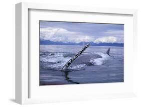 Humpback Whale Raising Pectoral Fin in Frederick Sound-Paul Souders-Framed Photographic Print