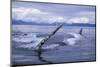 Humpback Whale Raising Pectoral Fin in Frederick Sound-Paul Souders-Mounted Photographic Print