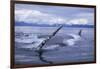 Humpback Whale Raising Pectoral Fin in Frederick Sound-Paul Souders-Framed Photographic Print