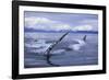 Humpback Whale Raising Pectoral Fin in Frederick Sound-Paul Souders-Framed Photographic Print