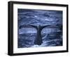 Humpback Whale Raising Tail Fluke Before Diving, Alaska Peninsula, Alaska, USA-Howie Garber-Framed Premium Photographic Print