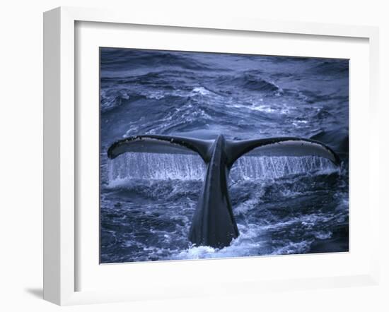 Humpback Whale Raising Tail Fluke Before Diving, Alaska Peninsula, Alaska, USA-Howie Garber-Framed Premium Photographic Print