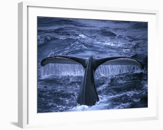 Humpback Whale Raising Tail Fluke Before Diving, Alaska Peninsula, Alaska, USA-Howie Garber-Framed Photographic Print