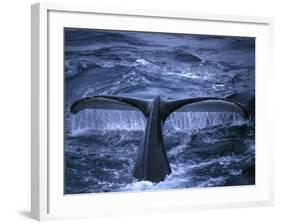 Humpback Whale Raising Tail Fluke Before Diving, Alaska Peninsula, Alaska, USA-Howie Garber-Framed Photographic Print