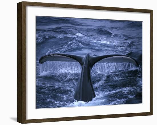 Humpback Whale Raising Tail Fluke Before Diving, Alaska Peninsula, Alaska, USA-Howie Garber-Framed Photographic Print