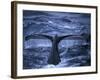 Humpback Whale Raising Tail Fluke Before Diving, Alaska Peninsula, Alaska, USA-Howie Garber-Framed Photographic Print