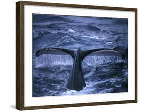 Humpback Whale Raising Tail Fluke Before Diving, Alaska Peninsula, Alaska, USA-Howie Garber-Framed Photographic Print