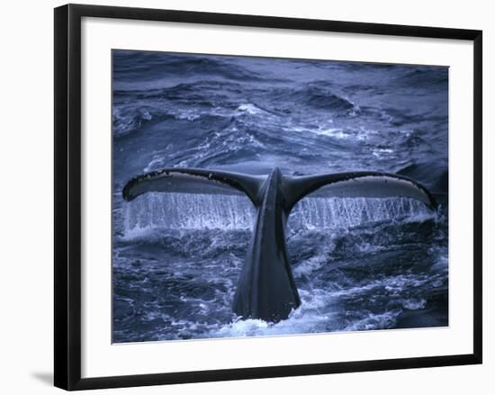 Humpback Whale Raising Tail Fluke Before Diving, Alaska Peninsula, Alaska, USA-Howie Garber-Framed Photographic Print