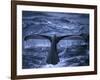 Humpback Whale Raising Tail Fluke Before Diving, Alaska Peninsula, Alaska, USA-Howie Garber-Framed Photographic Print