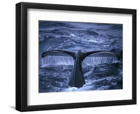 Humpback Whale Raising Tail Fluke Before Diving, Alaska Peninsula, Alaska, USA-Howie Garber-Framed Photographic Print