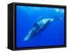 Humpback Whale Rolling Underwater-Paul Souders-Framed Stretched Canvas