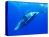Humpback Whale Rolling Underwater-Paul Souders-Stretched Canvas