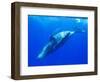 Humpback Whale Rolling Underwater-Paul Souders-Framed Photographic Print