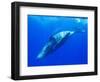 Humpback Whale Rolling Underwater-Paul Souders-Framed Photographic Print