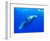 Humpback Whale Rolling Underwater-Paul Souders-Framed Photographic Print