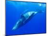 Humpback Whale Rolling Underwater-Paul Souders-Mounted Photographic Print