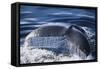 Humpback Whale's Tail Fluke-DLILLC-Framed Stretched Canvas