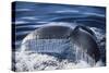 Humpback Whale's Tail Fluke-DLILLC-Stretched Canvas