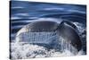 Humpback Whale's Tail Fluke-DLILLC-Stretched Canvas