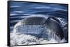 Humpback Whale's Tail Fluke-DLILLC-Framed Stretched Canvas