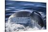 Humpback Whale's Tail Fluke-DLILLC-Stretched Canvas