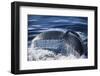 Humpback Whale's Tail Fluke-DLILLC-Framed Photographic Print