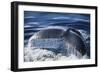 Humpback Whale's Tail Fluke-DLILLC-Framed Photographic Print