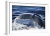 Humpback Whale's Tail Fluke-DLILLC-Framed Photographic Print