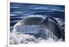 Humpback Whale's Tail Fluke-DLILLC-Framed Photographic Print