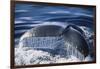 Humpback Whale's Tail Fluke-DLILLC-Framed Photographic Print