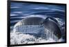 Humpback Whale's Tail Fluke-DLILLC-Framed Photographic Print