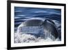 Humpback Whale's Tail Fluke-DLILLC-Framed Photographic Print