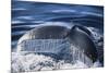 Humpback Whale's Tail Fluke-DLILLC-Mounted Photographic Print