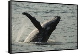 Humpback Whale, Sardine Run, Eastern Cape South Africa-Pete Oxford-Framed Stretched Canvas