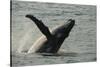 Humpback Whale, Sardine Run, Eastern Cape South Africa-Pete Oxford-Stretched Canvas