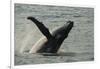 Humpback Whale, Sardine Run, Eastern Cape South Africa-Pete Oxford-Framed Photographic Print