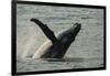 Humpback Whale, Sardine Run, Eastern Cape South Africa-Pete Oxford-Framed Photographic Print