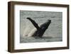 Humpback Whale, Sardine Run, Eastern Cape South Africa-Pete Oxford-Framed Photographic Print