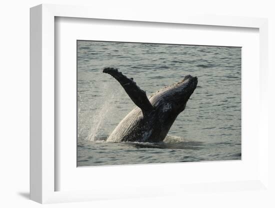 Humpback Whale, Sardine Run, Eastern Cape South Africa-Pete Oxford-Framed Photographic Print