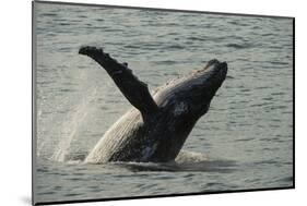 Humpback Whale, Sardine Run, Eastern Cape South Africa-Pete Oxford-Mounted Photographic Print