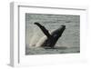 Humpback Whale, Sardine Run, Eastern Cape South Africa-Pete Oxford-Framed Premium Photographic Print