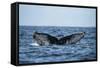 Humpback Whale, Sardine Run, Eastern Cape, South Africa-Pete Oxford-Framed Stretched Canvas