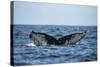 Humpback Whale, Sardine Run, Eastern Cape, South Africa-Pete Oxford-Stretched Canvas