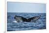 Humpback Whale, Sardine Run, Eastern Cape, South Africa-Pete Oxford-Framed Photographic Print