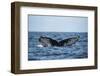 Humpback Whale, Sardine Run, Eastern Cape, South Africa-Pete Oxford-Framed Photographic Print