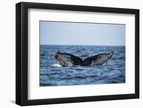 Humpback Whale, Sardine Run, Eastern Cape, South Africa-Pete Oxford-Framed Photographic Print