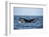 Humpback Whale, Sardine Run, Eastern Cape, South Africa-Pete Oxford-Framed Photographic Print