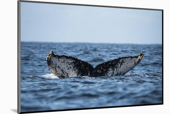 Humpback Whale, Sardine Run, Eastern Cape, South Africa-Pete Oxford-Mounted Photographic Print