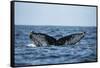 Humpback Whale, Sardine Run, Eastern Cape, South Africa-Pete Oxford-Framed Stretched Canvas