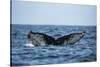 Humpback Whale, Sardine Run, Eastern Cape, South Africa-Pete Oxford-Stretched Canvas